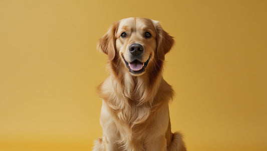 Les 7 accessoires indispensables pour le bien-être de votre chien