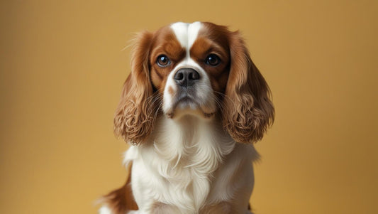 Pourquoi investir dans des accessoires de qualité pour son chien ?